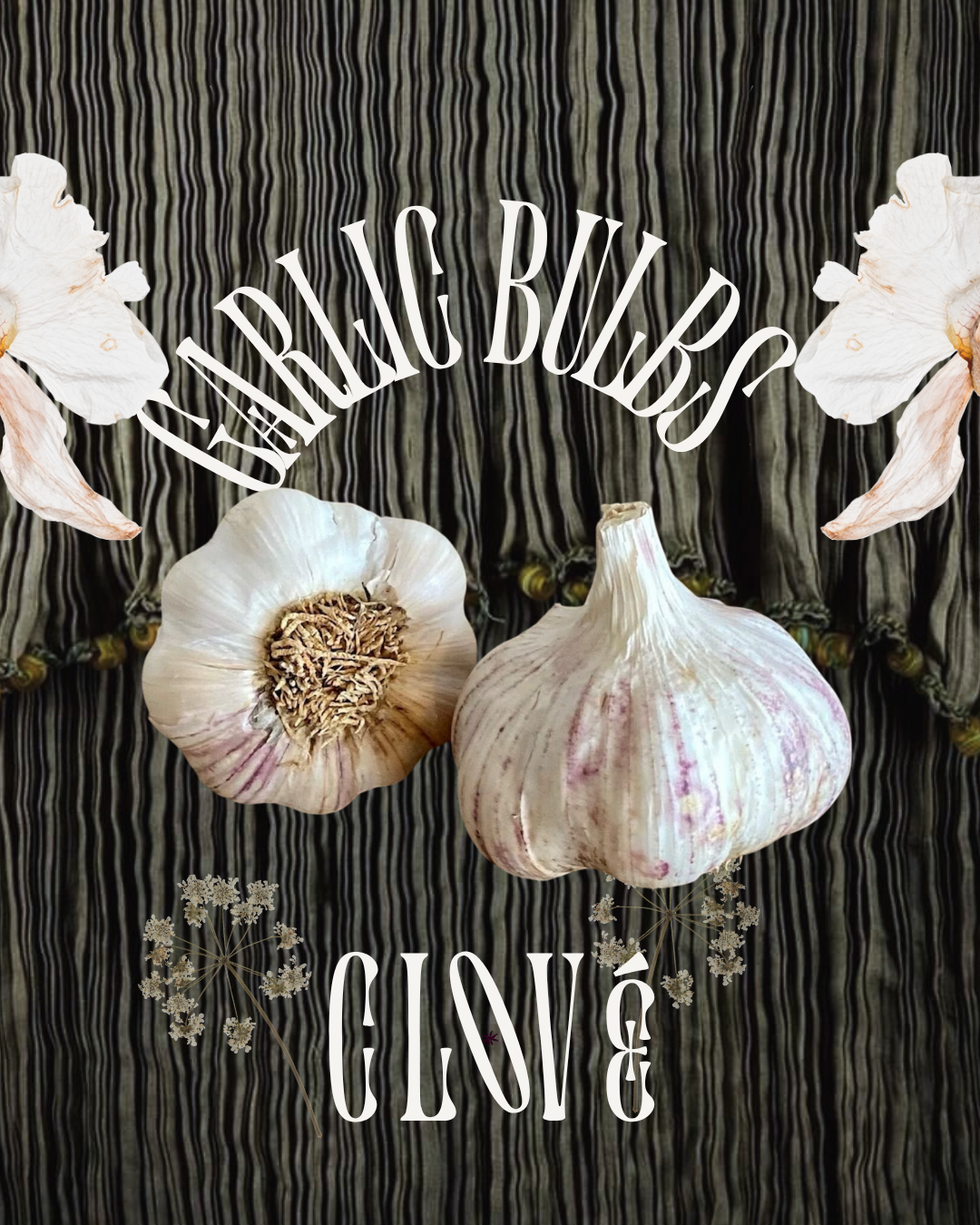 Garlic Bulbs SMALL